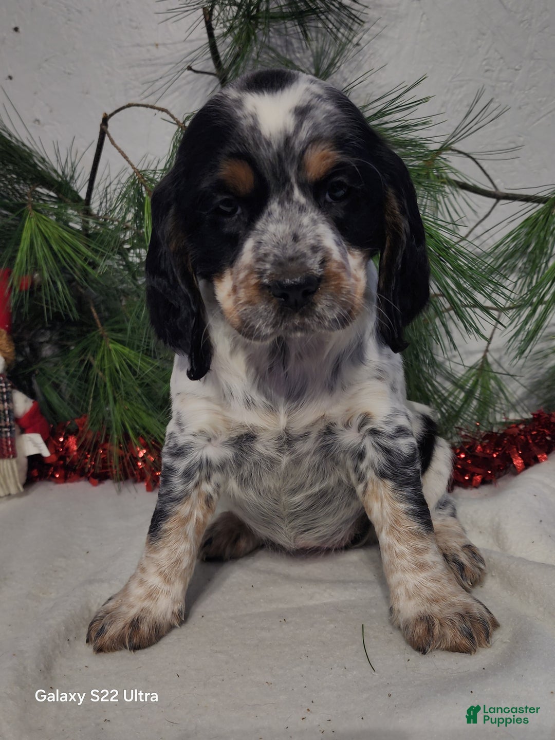 English Springer Spaniel dogs for sale: Missy - Ad 3