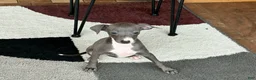 Italian Greyhound dogs for sale: Sara - Ad 9