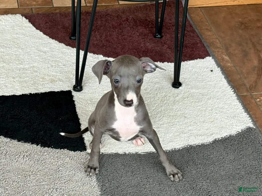 Italian Greyhound dogs for sale: Sara - Ad 9