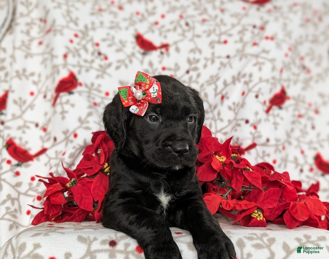 Mixed Breed dogs for sale: Aubrey - Ad 5