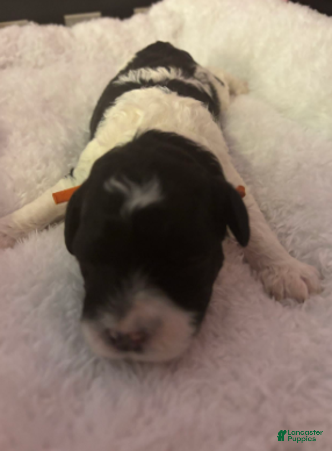 Cavapoo dogs for sale: Nick - Ad 5