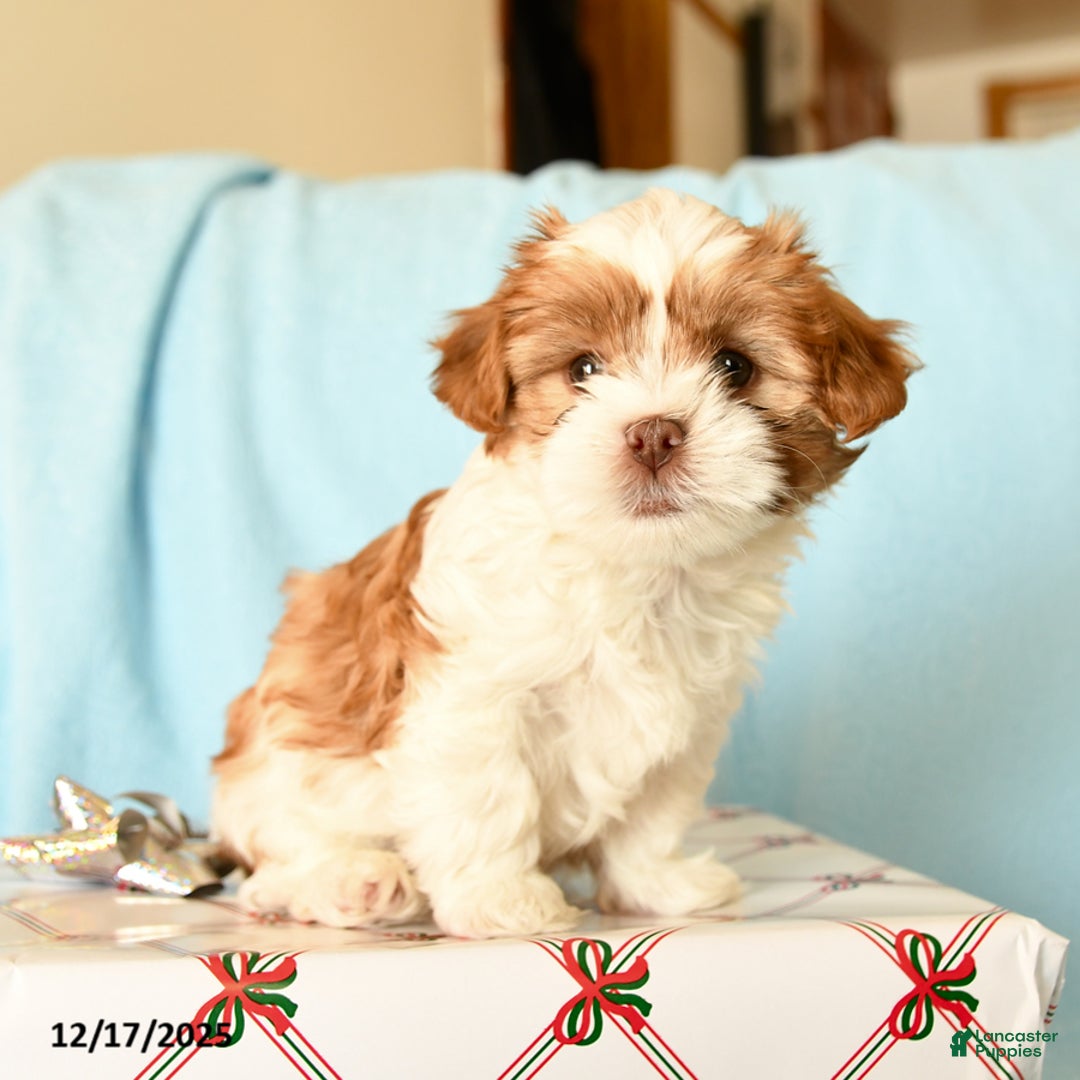Shorkie dogs for sale: Marshmallow - Ad 3