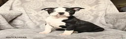 Boston Terrier dogs for sale: Jack  - Ad 4