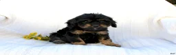 Cavapoo dogs for sale: Larry - Ad 7