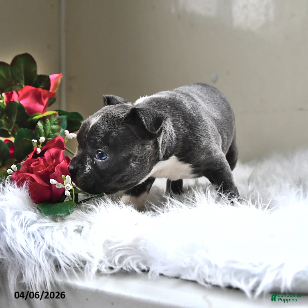 Boston Terrier dogs for sale: Beau - Ad 2