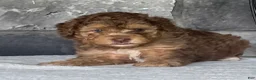 Mini Goldendoodle dogs for sale: Apricot Mini Goldendoodle Puppy  - Ad 5