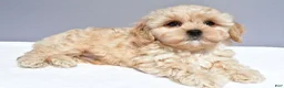 Cavapoo dogs for sale: Lyndon - Ad 4
