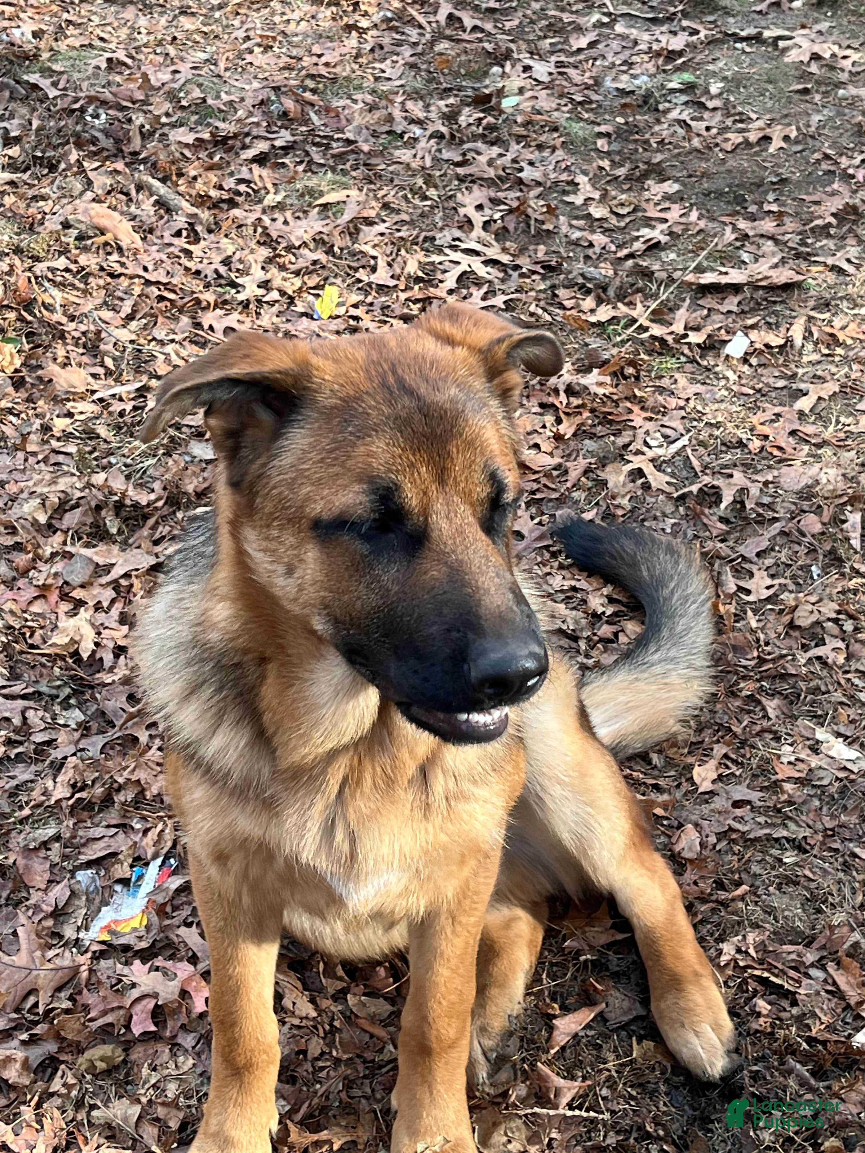 German Shepherd dogs  Puppy 2 - Ad 12