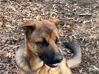 German Shepherd dogs Puppy 2 - Ad 12