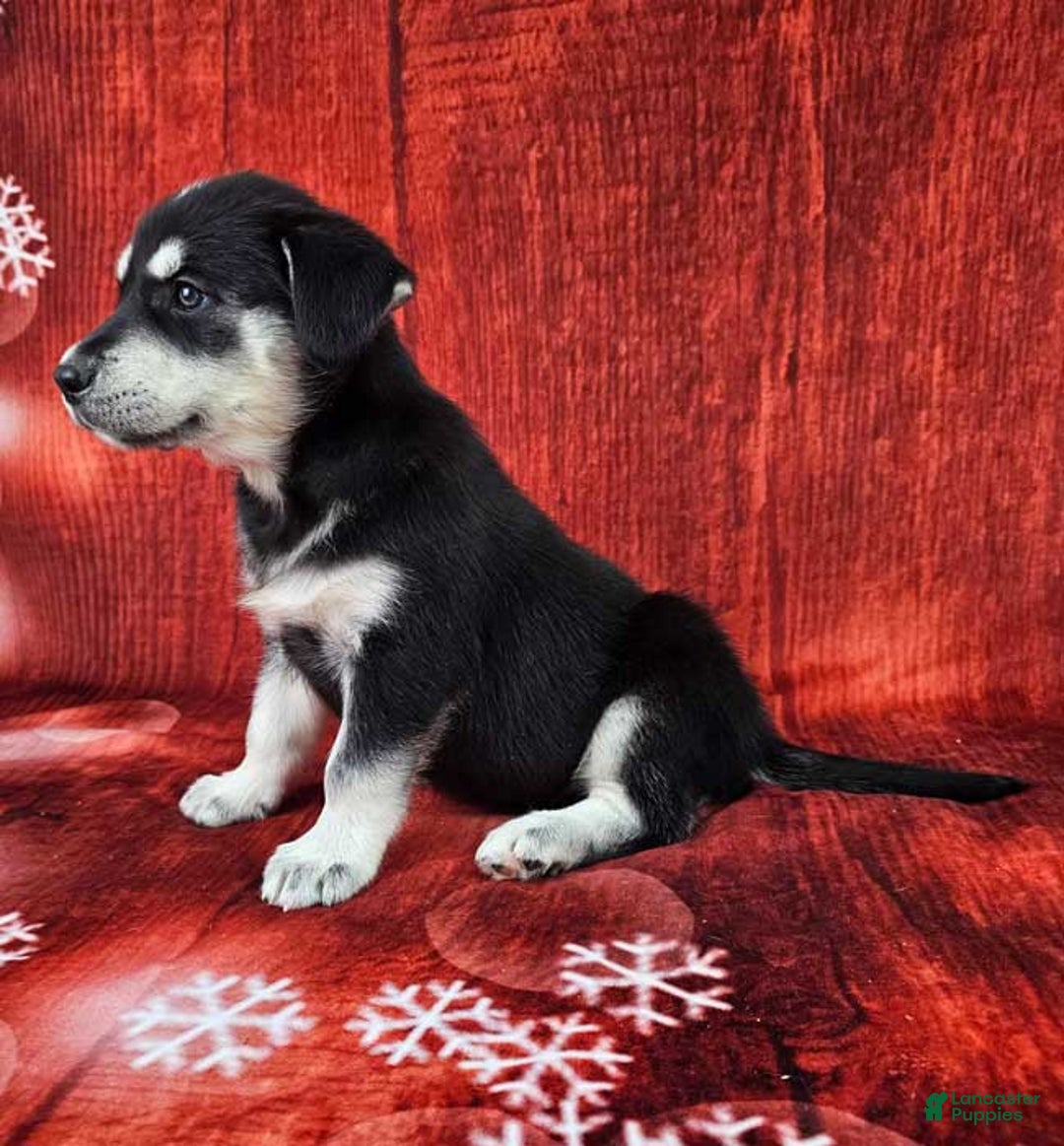 Goberian dogs for sale: Daiquiri - Ad 3