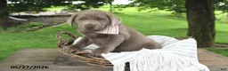 Labrador Retriever dogs for sale: Daisy - Ad 2