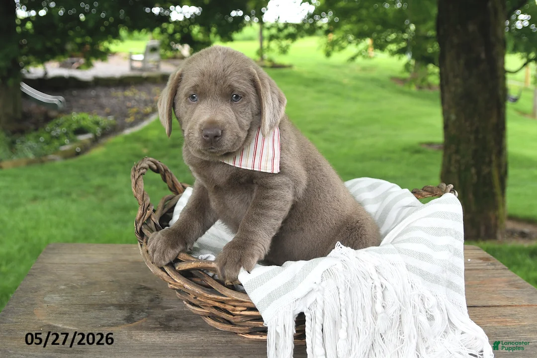Labrador Retriever dogs for sale: Daisy - Ad 2