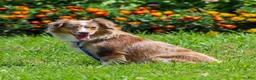 Miniature Australian Shepherd dogs for sale: Digger - Ad 7