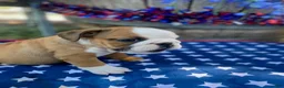 English Bulldog dogs for sale: English Bulldog 4 - Ad 4