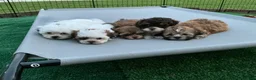 Shihpoo dogs for sale: Shihpoo 1 - Ad 2