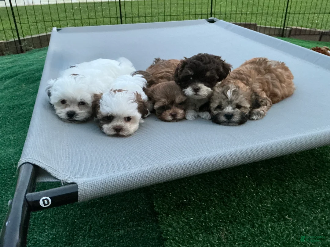 Shihpoo dogs for sale: Shihpoo 1 - Ad 2