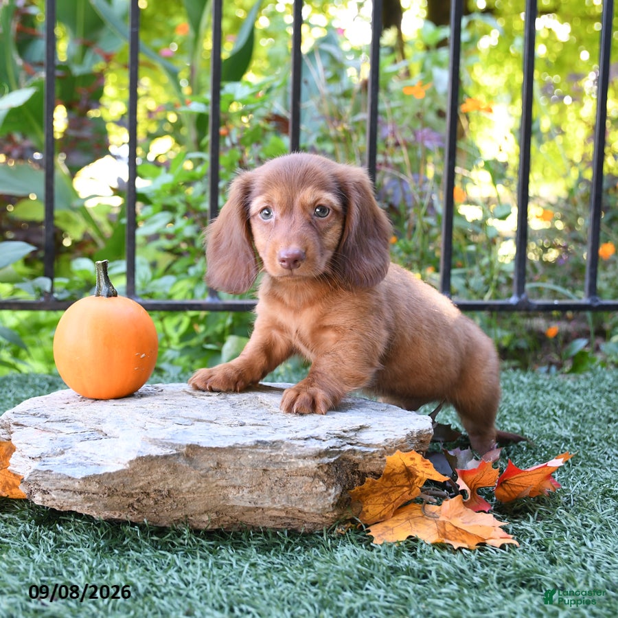 Miniature Dachshund dogs Beans - Ad 2