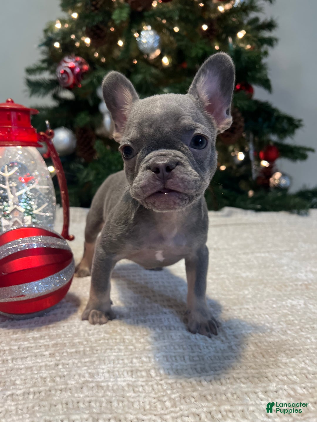 French Bulldog dogs for sale: Bella Akc - Ad 3