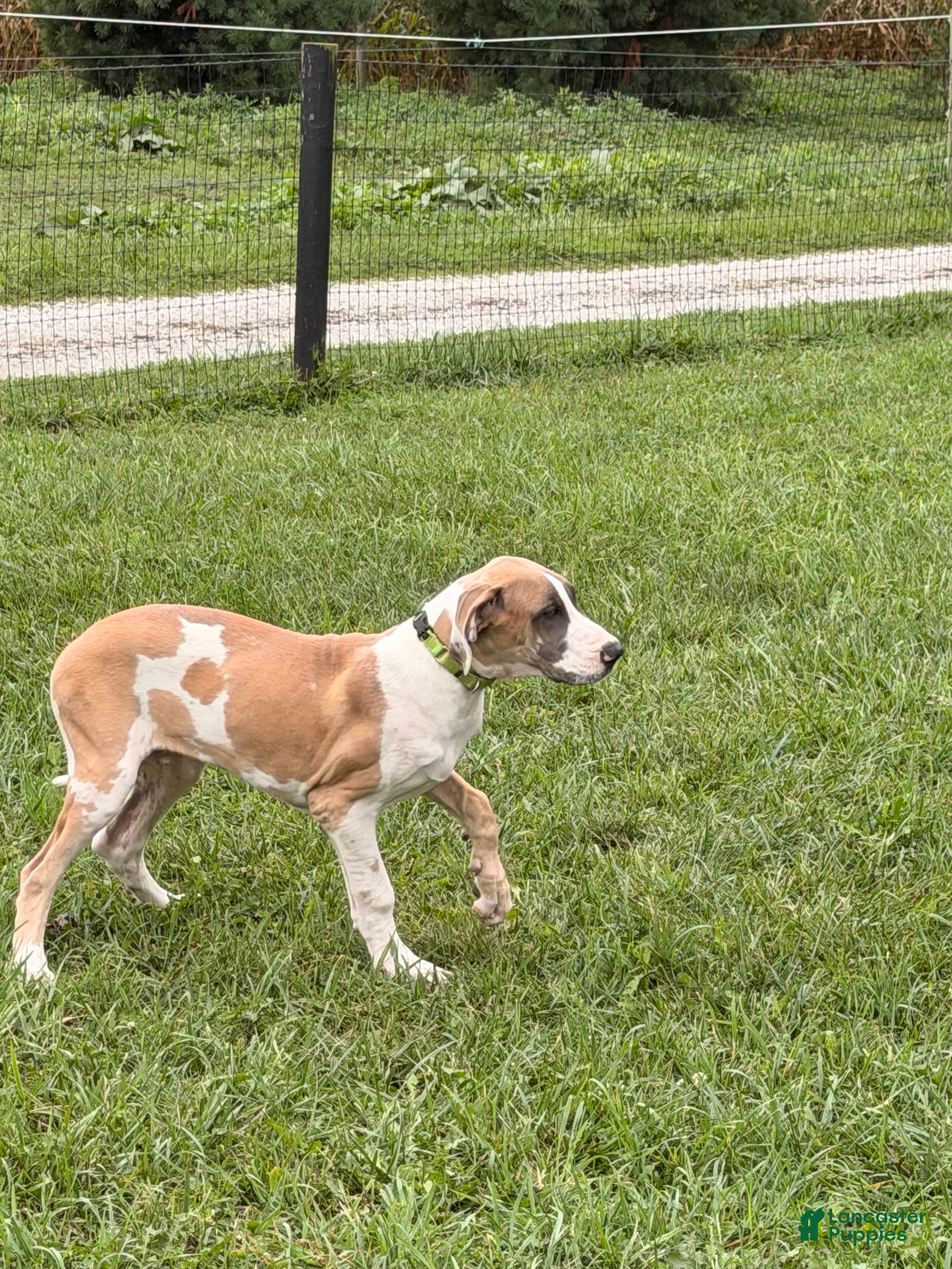 Great Dane dogs Parker Great Dane  - Ad 1