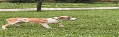 Parker Great Dane 