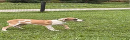 Great Dane dogs for sale: Parker Great Dane  - Ad 1