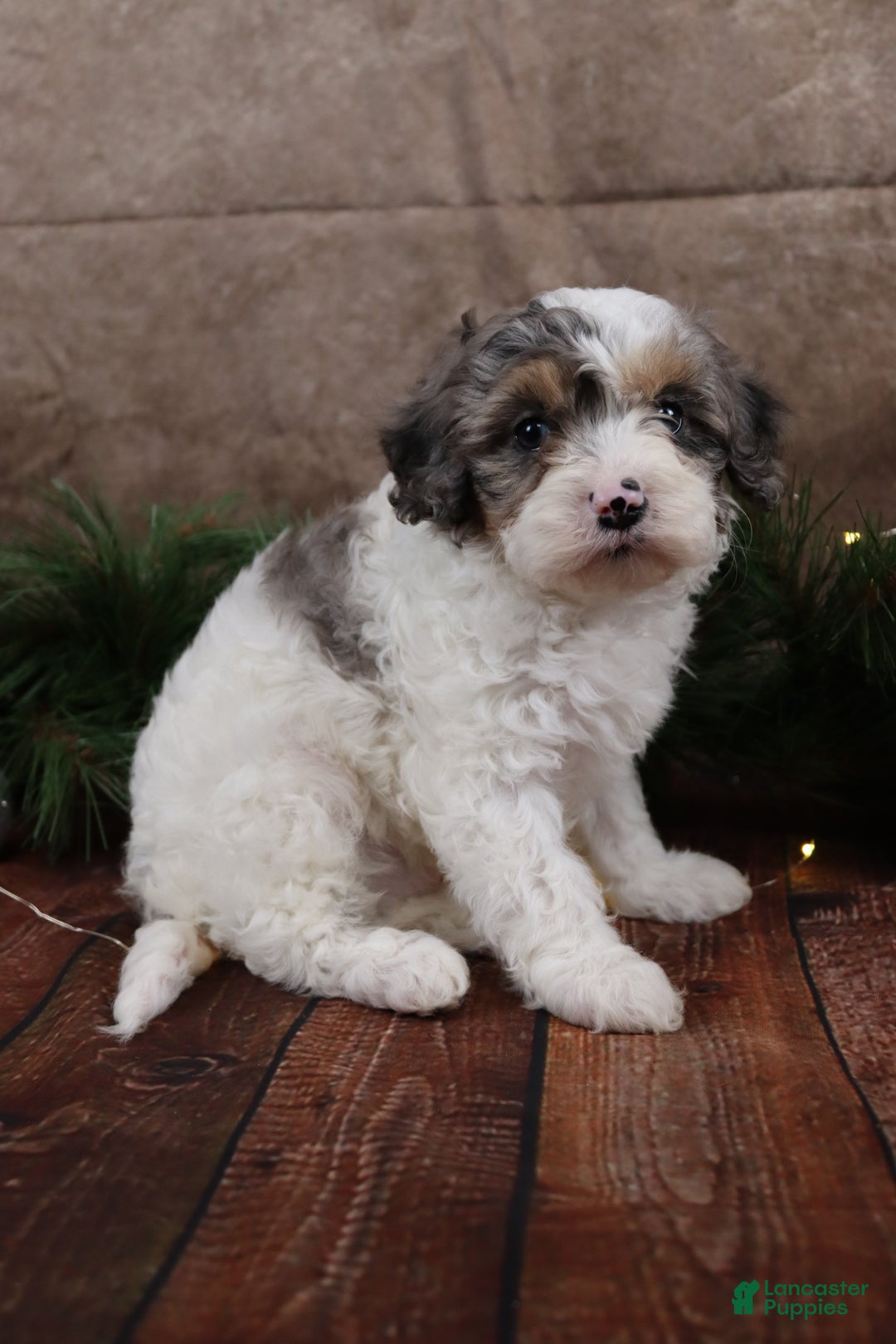 Cavapoo dogs for sale: NIcholas - Ad 5