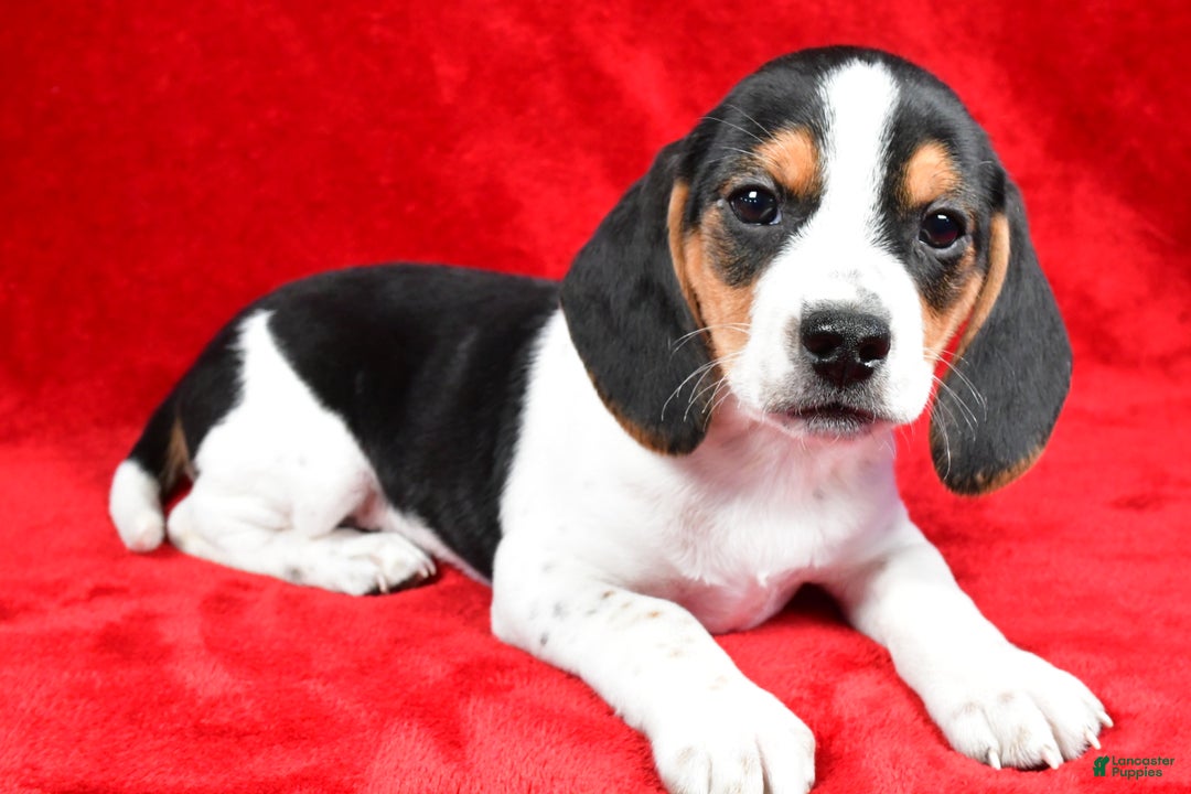 Beagle dogs for sale: Allen - Ad 8