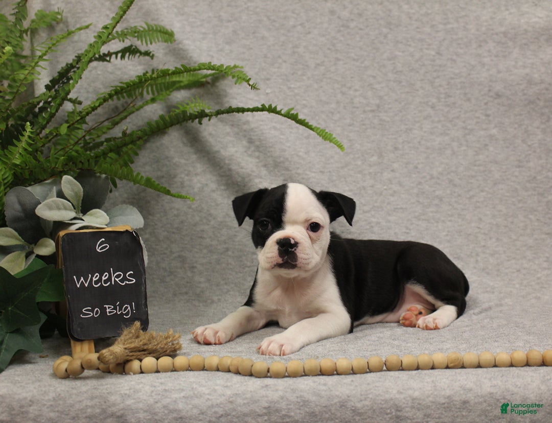 Boston Terrier dogs for sale: Smores - Ad 8