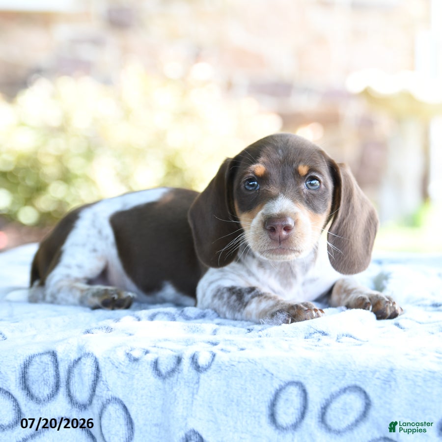 Dachshund dogs Daphne - Ad 2