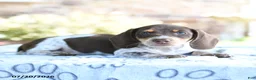 Dachshund dogs for sale: Daphne - Ad 2