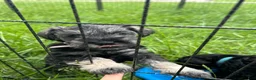 Miniature Schnauzer dogs for sale: "Piglet" - Ad 2
