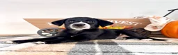 Border Collie dogs for sale: Hazel - Ad 3