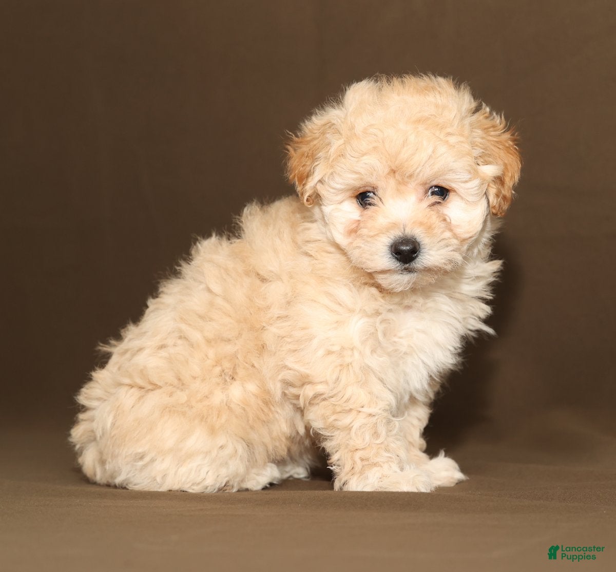 Bichpoo dogs Bailey - Ad 34