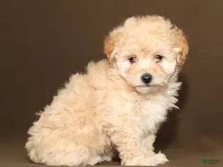 Bichpoo dogs Bailey - Ad 34