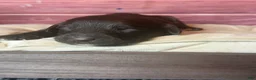 Cockapoo dogs for sale: Nixon - Ad 8