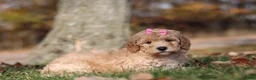 Miniature Poodle dogs for sale: Jewel (AKC) - Ad 6