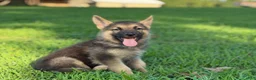 German Shepherd dogs for sale: Boss - Ad 4