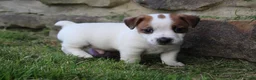 Jack Russell Terrier dogs for sale: Archie - Ad 5