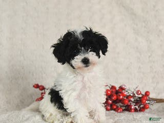 Yorkiepoo dogs Sally - Ad 8
