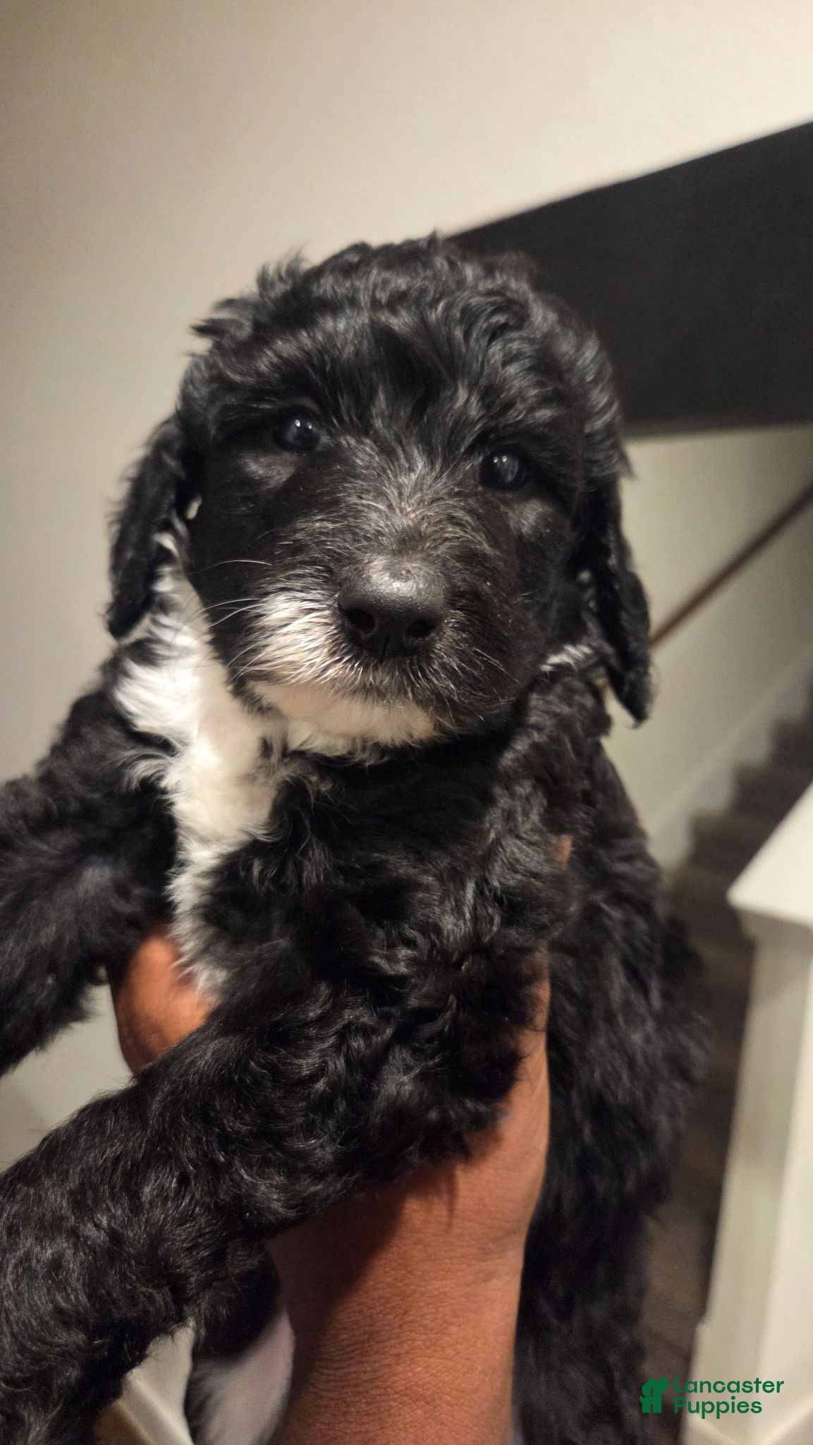 Mixed Breed dogs Layla - Ad 2