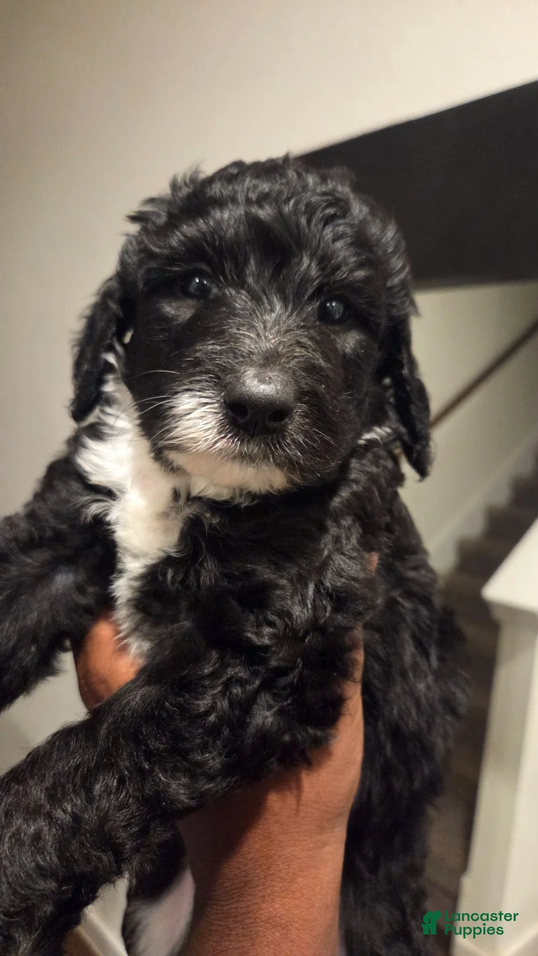 Mixed Breed dogs for sale: Layla - Ad 1