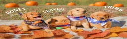 Golden Retriever dogs for sale: Golden Retriever 1 - Ad 3