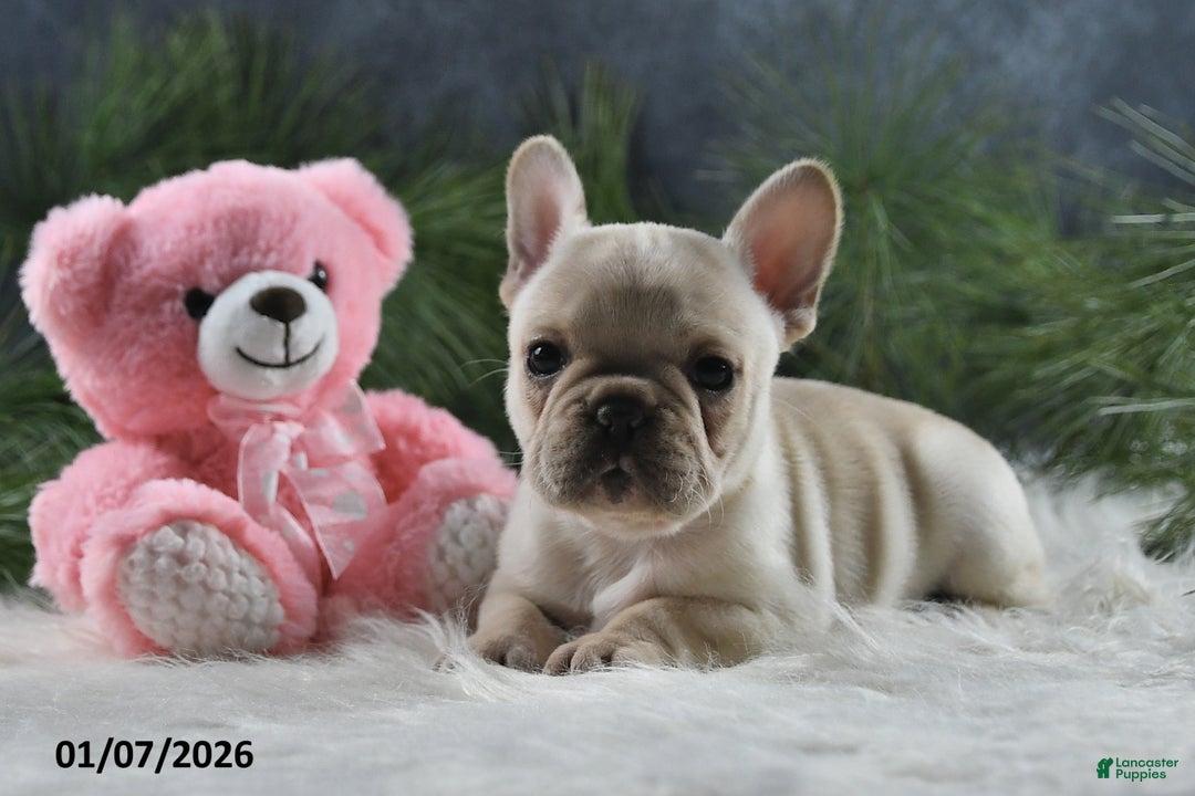French Bulldog dogs for sale: Amber - Ad 4