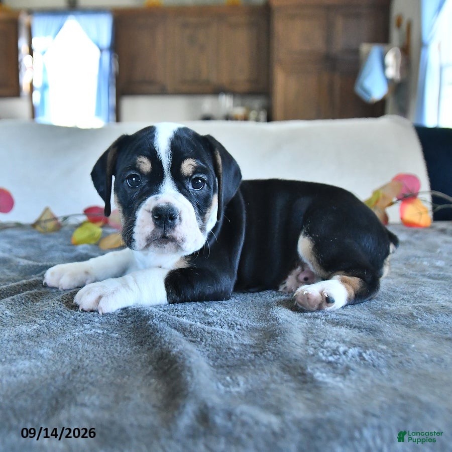 Beabull dogs for sale: Violet - Ad 2