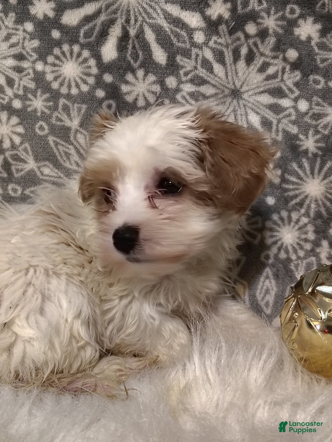 Maltipoo dogs for sale: Mila - Ad 2