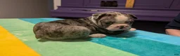 Frenchton dogs for sale: Johny - Ad 4