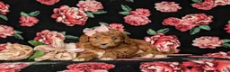 Mini Goldendoodle dogs for sale: Teva 9 lbs Full Grown - Ad 5