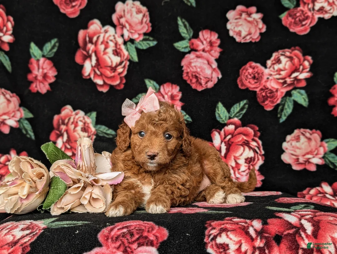 Mini Goldendoodle dogs for sale: Teva 9 lbs Full Grown - Ad 5