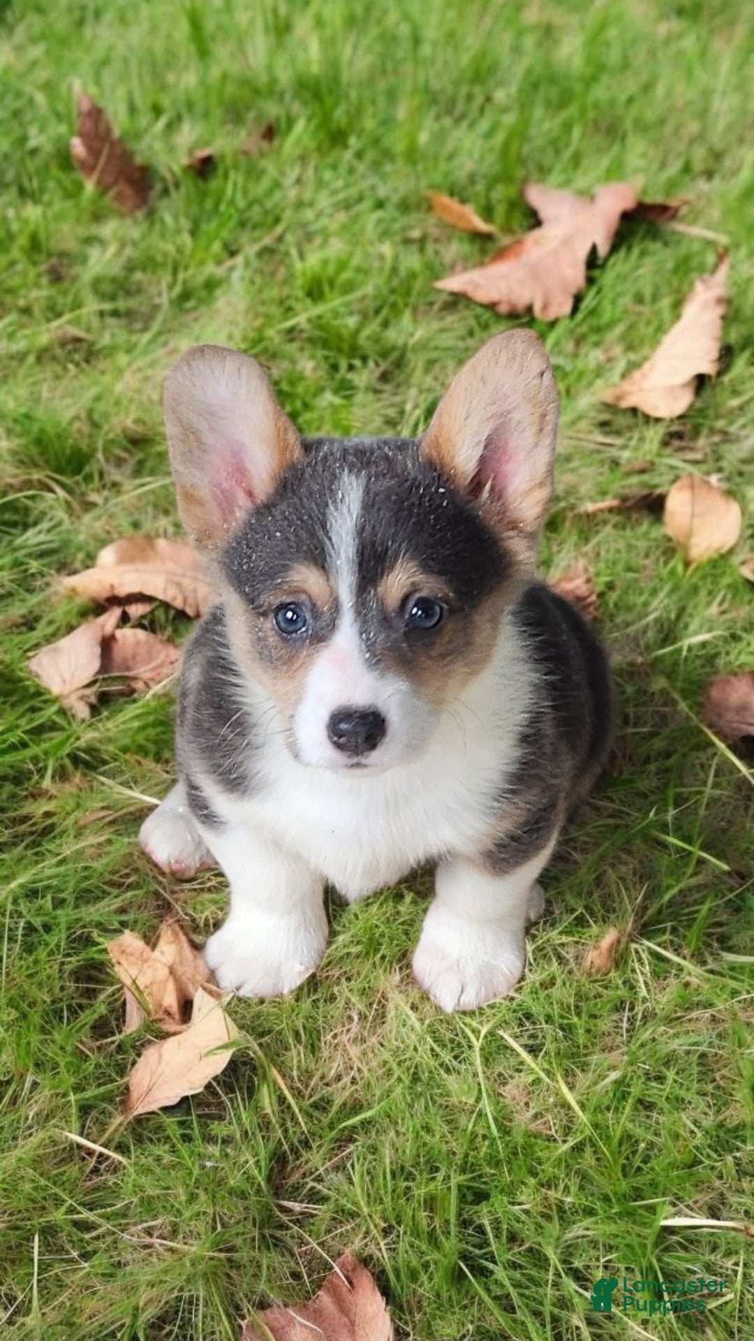 Welsh Corgi Pembroke dogs for sale: Annie Bluie  - Ad 1