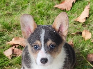 Welsh Corgi Pembroke dogs Annie Bluie - Ad 13